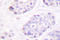 Transforming Growth Factor Beta 3 antibody, LS-C176244, Lifespan Biosciences, Immunohistochemistry frozen image 