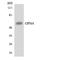 Mopn antibody, LS-C200297, Lifespan Biosciences, Western Blot image 