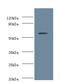 NOP58 Ribonucleoprotein antibody, LS-C317811, Lifespan Biosciences, Western Blot image 