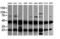 Mitogen-Activated Protein Kinase Kinase 1 antibody, LS-C174506, Lifespan Biosciences, Western Blot image 