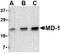 Lymphocyte Antigen 86 antibody, MBS395938, MyBioSource, Western Blot image 