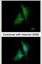 Aldose reductase antibody, PA5-29718, Invitrogen Antibodies, Immunofluorescence image 