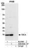 Tubulin Folding Cofactor A antibody, A305-553A, Bethyl Labs, Immunoprecipitation image 
