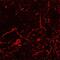 RAGE antibody, AF1179, R&D Systems, Immunohistochemistry frozen image 