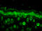 RAB5A, Member RAS Oncogene Family antibody, LS-C232063, Lifespan Biosciences, Immunofluorescence image 