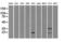 Crystallin Alpha B antibody, LS-C784381, Lifespan Biosciences, Western Blot image 