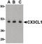 C-X3-C Motif Chemokine Ligand 1 antibody, LS-C19441, Lifespan Biosciences, Western Blot image 