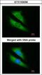 5-Aminoimidazole-4-Carboxamide Ribonucleotide Formyltransferase/IMP Cyclohydrolase antibody, GTX103036, GeneTex, Immunofluorescence image 