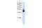 Ribonucleic Acid Export 1 antibody, PA5-41739, Invitrogen Antibodies, Western Blot image 