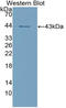 Amylase Alpha 1C (Salivary) antibody, LS-C372742, Lifespan Biosciences, Western Blot image 