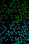 Cystatin 8 antibody, 14-329, ProSci, Immunofluorescence image 
