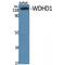 WD Repeat And HMG-Box DNA Binding Protein 1 antibody, LS-C386662, Lifespan Biosciences, Western Blot image 