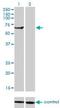 Tripartite Motif Containing 16 antibody, H00010626-M01, Novus Biologicals, Western Blot image 