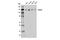 Cell Division Cycle Associated 2 antibody, 14976S, Cell Signaling Technology, Western Blot image 