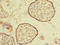 Sorting Nexin 16 antibody, orb356879, Biorbyt, Immunohistochemistry paraffin image 