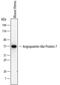 Angiopoietin Like 7 antibody, MA5-24238, Invitrogen Antibodies, Western Blot image 