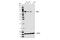 Retinoic Acid Induced 2 antibody, 97857S, Cell Signaling Technology, Western Blot image 