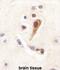  antibody, abx025086, Abbexa, Immunohistochemistry frozen image 