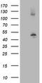 Tubulin beta-4 chain antibody, CF502962, Origene, Western Blot image 