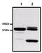 Glutathione-S-Transferase Tag antibody, NBP2-37824, Novus Biologicals, Immunoprecipitation image 
