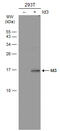 Inhibitor Of DNA Binding 3, HLH Protein antibody, 56209, QED Bioscience, Western Blot image 