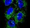 Alcohol Dehydrogenase 7 (Class IV), Mu Or Sigma Polypeptide antibody, PA5-26709, Invitrogen Antibodies, Immunofluorescence image 