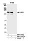 Larp antibody, NBP1-19128, Novus Biologicals, Western Blot image 