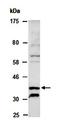 Cytohesin 1 Interacting Protein antibody, orb67095, Biorbyt, Western Blot image 