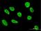 KH RNA Binding Domain Containing, Signal Transduction Associated 1 antibody, H00010657-B01P, Novus Biologicals, Immunofluorescence image 