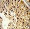 PHS antibody, LS-C163406, Lifespan Biosciences, Immunohistochemistry paraffin image 