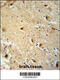 TBC1 Domain Family Member 14 antibody, 55-544, ProSci, Immunohistochemistry paraffin image 