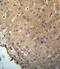 Charged multivesicular body protein 2b antibody, abx027327, Abbexa, Immunohistochemistry frozen image 