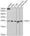 Peroxiredoxin 1 antibody, A13524, ABclonal Technology, Western Blot image 