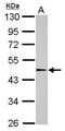 Actin Like 6B antibody, PA5-34896, Invitrogen Antibodies, Western Blot image 