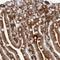 Endoplasmic Reticulum Oxidoreductase 1 Alpha antibody, NBP1-84800, Novus Biologicals, Immunohistochemistry frozen image 