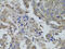 G Protein Subunit Alpha 15 antibody, 18-484, ProSci, Immunohistochemistry frozen image 