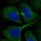 RAB Interacting Factor antibody, HPA054936, Atlas Antibodies, Immunocytochemistry image 