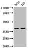 Forkhead Box H1 antibody, LS-C673610, Lifespan Biosciences, Western Blot image 