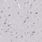 Docking Protein 3 antibody, HPA077312, Atlas Antibodies, Immunohistochemistry frozen image 