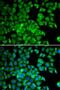 TCP-1 antibody, LS-C748416, Lifespan Biosciences, Immunofluorescence image 