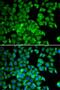 ADAMTS Like 2 antibody, LS-C748416, Lifespan Biosciences, Immunofluorescence image 