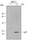 p21 antibody, MAB1047, R&D Systems, Western Blot image 