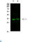 TNF Alpha Induced Protein 8 Like 3 antibody, LS-C813528, Lifespan Biosciences, Western Blot image 