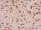 Cystatin F antibody, GTX100613, GeneTex, Immunohistochemistry paraffin image 