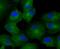 Eukaryotic Translation Initiation Factor 2 Alpha Kinase 4 antibody, GTX57742, GeneTex, Immunofluorescence image 