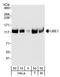 Ubiquitin Like Modifier Activating Enzyme 1 antibody, A301-128A, Bethyl Labs, Western Blot image 