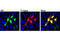 T7 tag antibody, 13246S, Cell Signaling Technology, Immunofluorescence image 