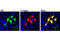 T7 epitope tag antibody, 13246S, Cell Signaling Technology, Immunofluorescence image 