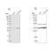 Pyruvate Dehydrogenase E1 Beta Subunit antibody, NBP1-87421, Novus Biologicals, Western Blot image 