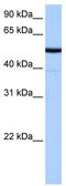 Butyrophilin Like 8 antibody, TA338684, Origene, Western Blot image 